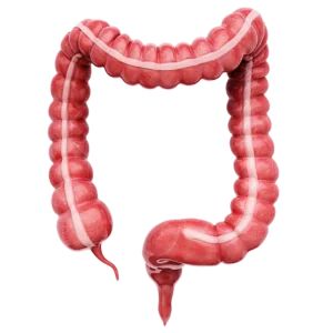 colon colon